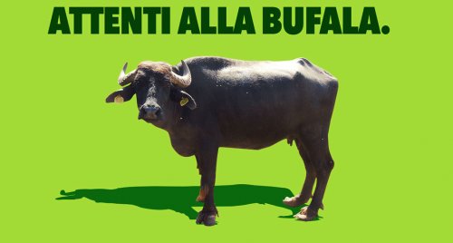 Ribes nigrum: la grande e redditizia bufala.